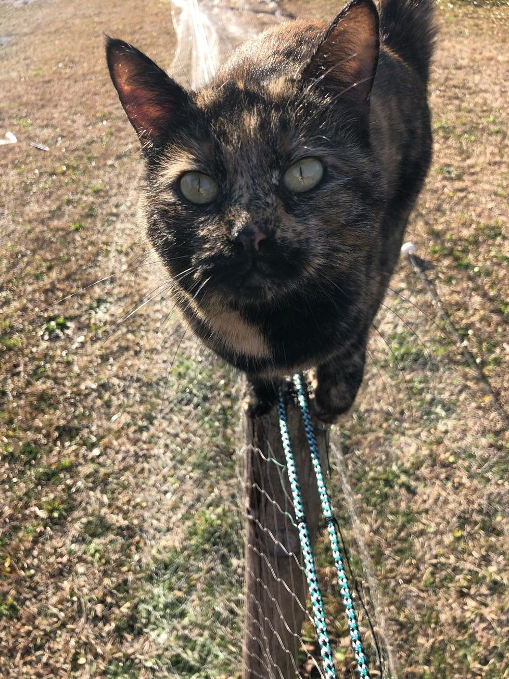 Living With A Tiny Tyrant: A Day In The Life Of My Imperial Feline Overlord.