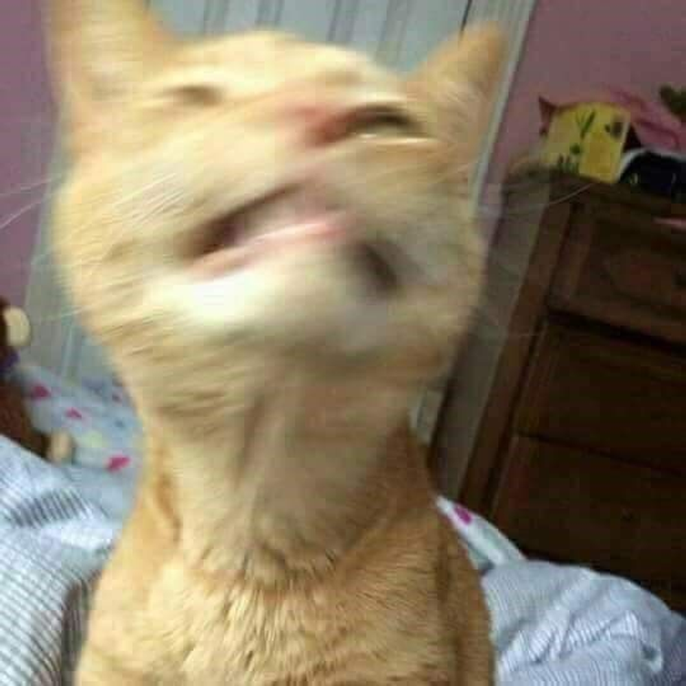 My Cat Thinks She’s Beyoncรฉ. I’m Just Her Underpaid Intern. ๐