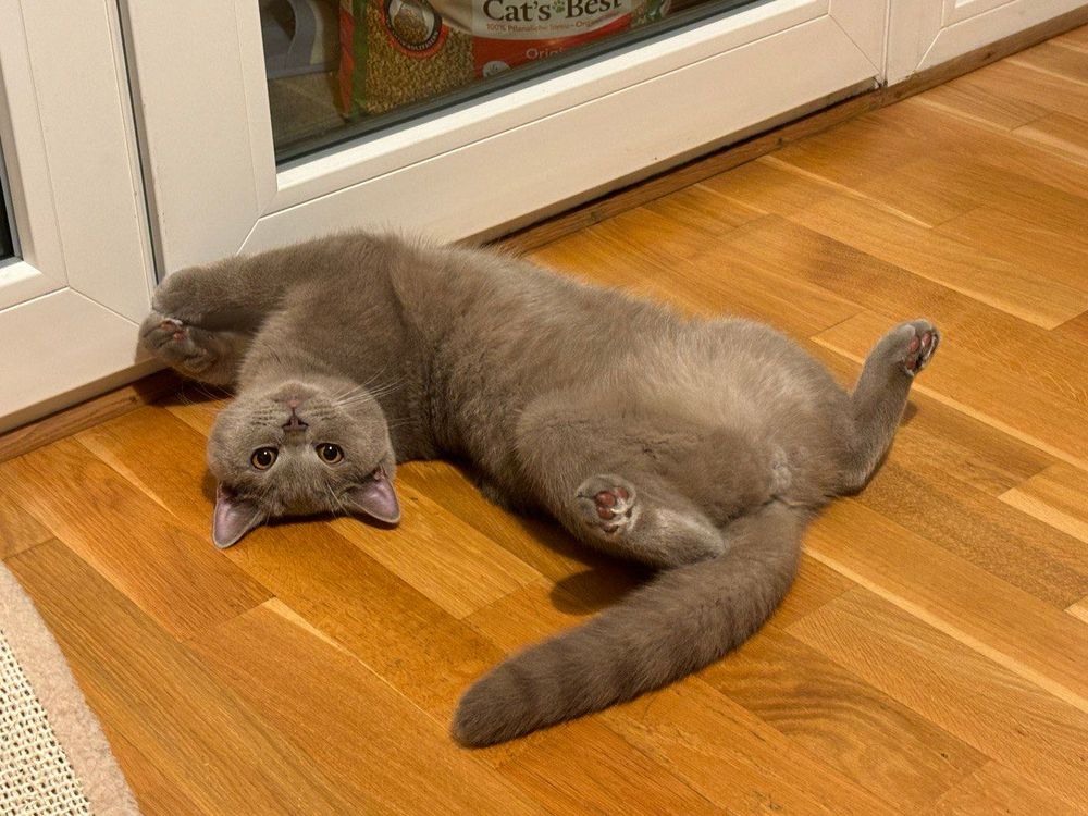 My Cat’s Master Class in Human Training: Why My Hooman Is a Total Fail (And Yours Probably Is Too) ๐