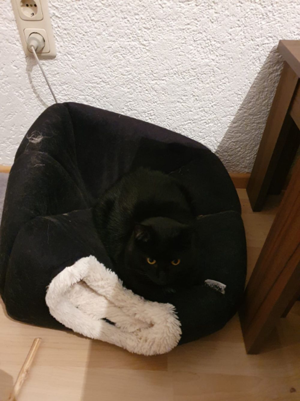 The Salmon Saga: My Cat Judged My Life Choices & Now I’m Questioning Everything ๐