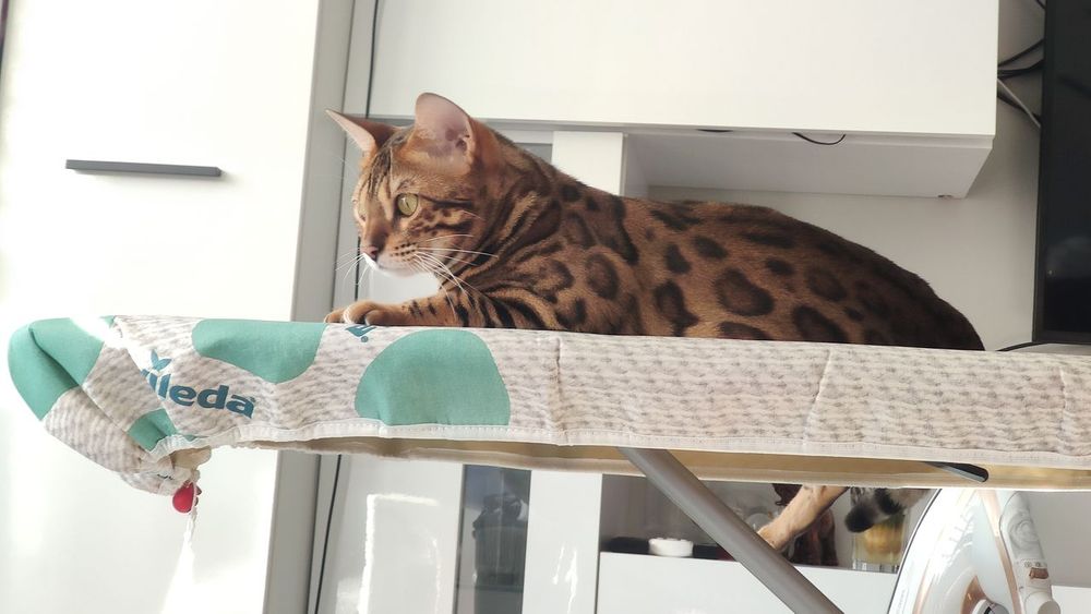 Binge-Watching Blunders: Is Your Cat Secretly Judging Your Netflix Queue? ๐