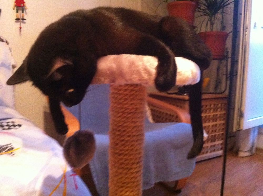 Is My Cat Mad At Me? Decoding Your Feline Overlord’s Silent Treatment! 💔💅