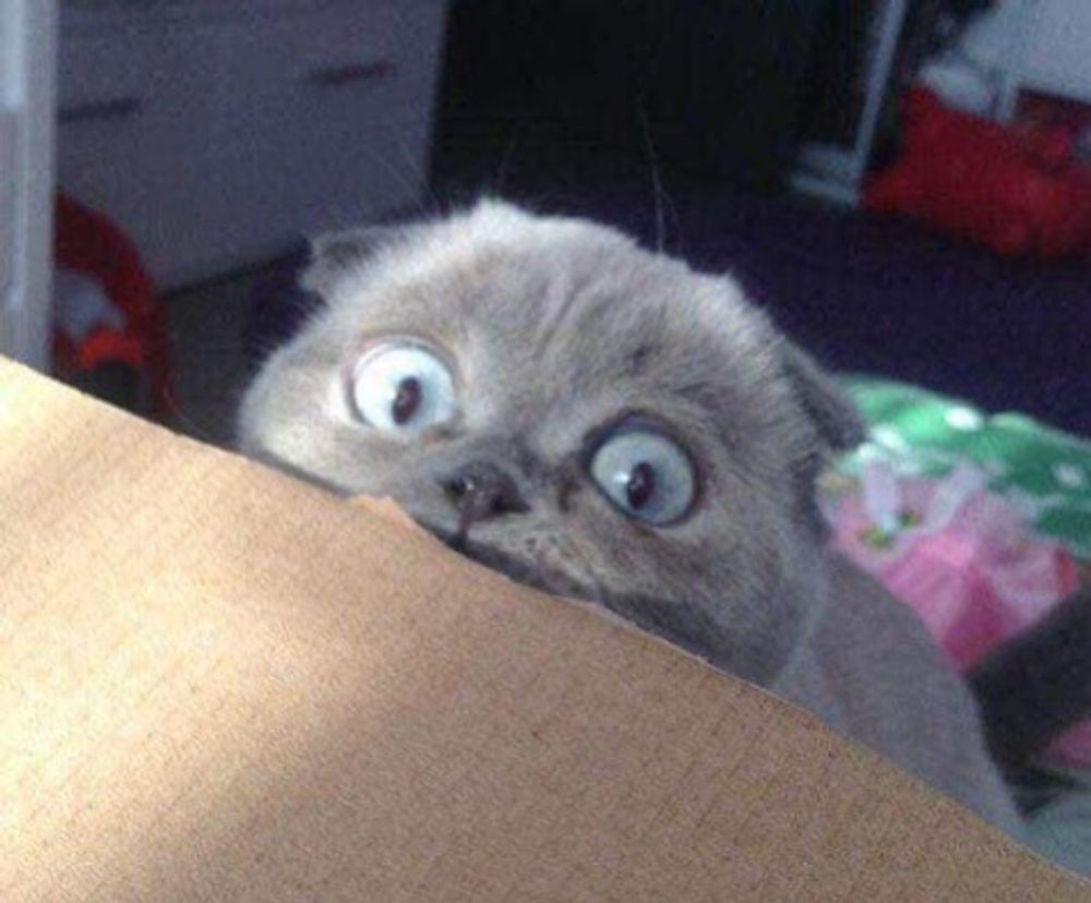 Slay the Silence: What My Cat Taught Me About The Art of Ignoring (And Why You Need To Learn It, Periodt.)