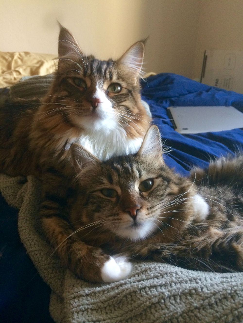 Bestie, My Cat’s Silent Treatment Is Next Level: Decoding Her Passive-Aggressive Game 💅