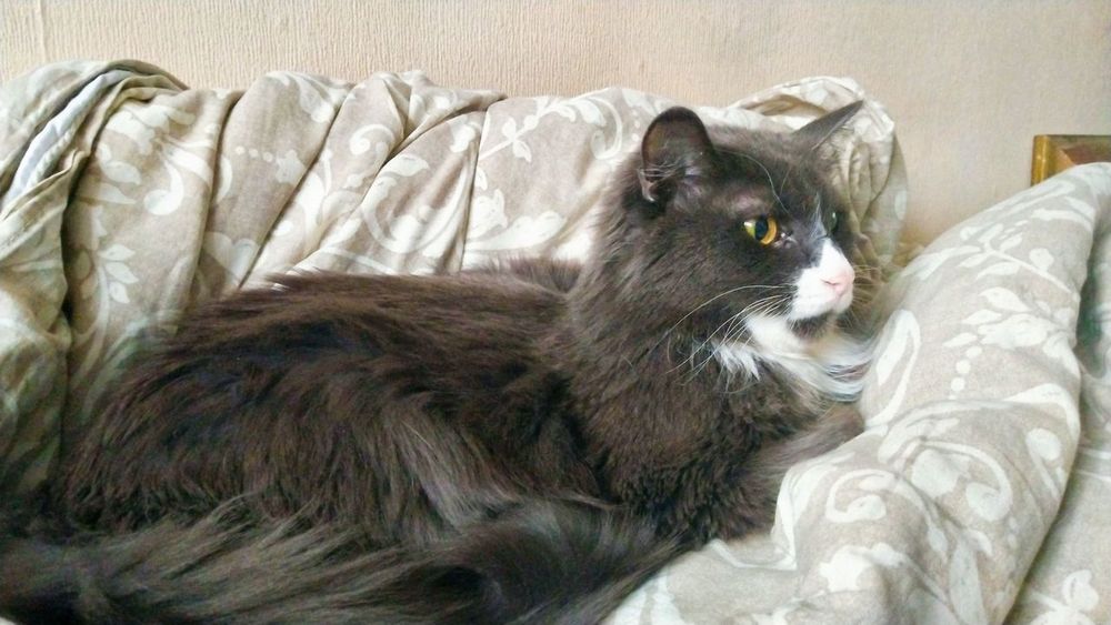 Girl, Your Cat Is Judging You: My Feline Overlord Thinks My Life Is A Hot Mess (A Guest Post)