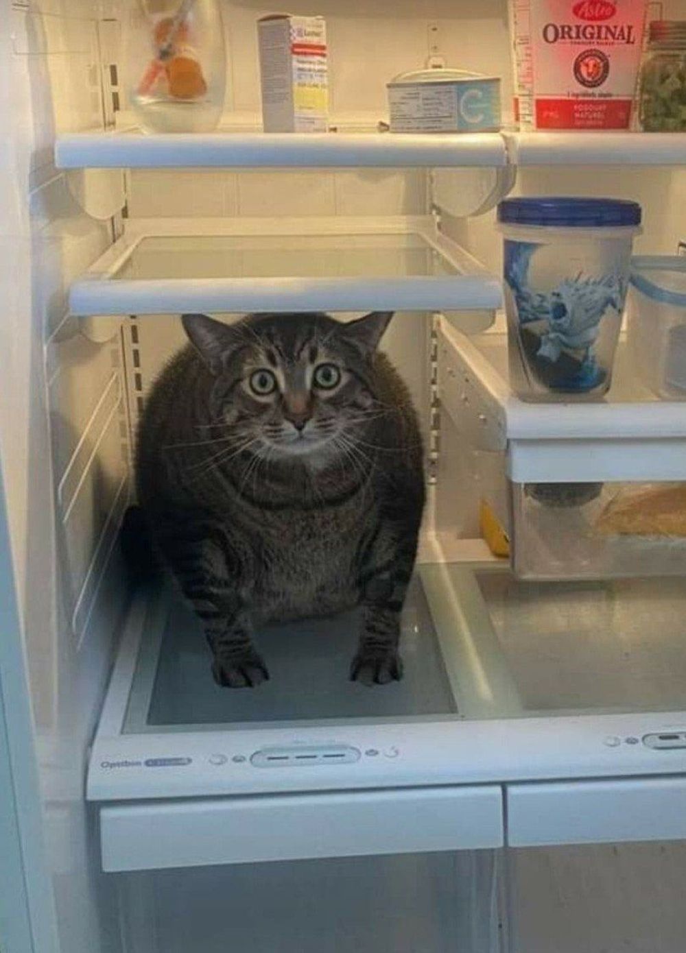 WFH? More Like WFH (With Feline Harassment): My Cat’s Masterclass in Chaos 💅