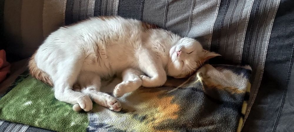 My Cat Reviewed Their Food: ‘It’s Giving… Bare Minimum.’ 💅