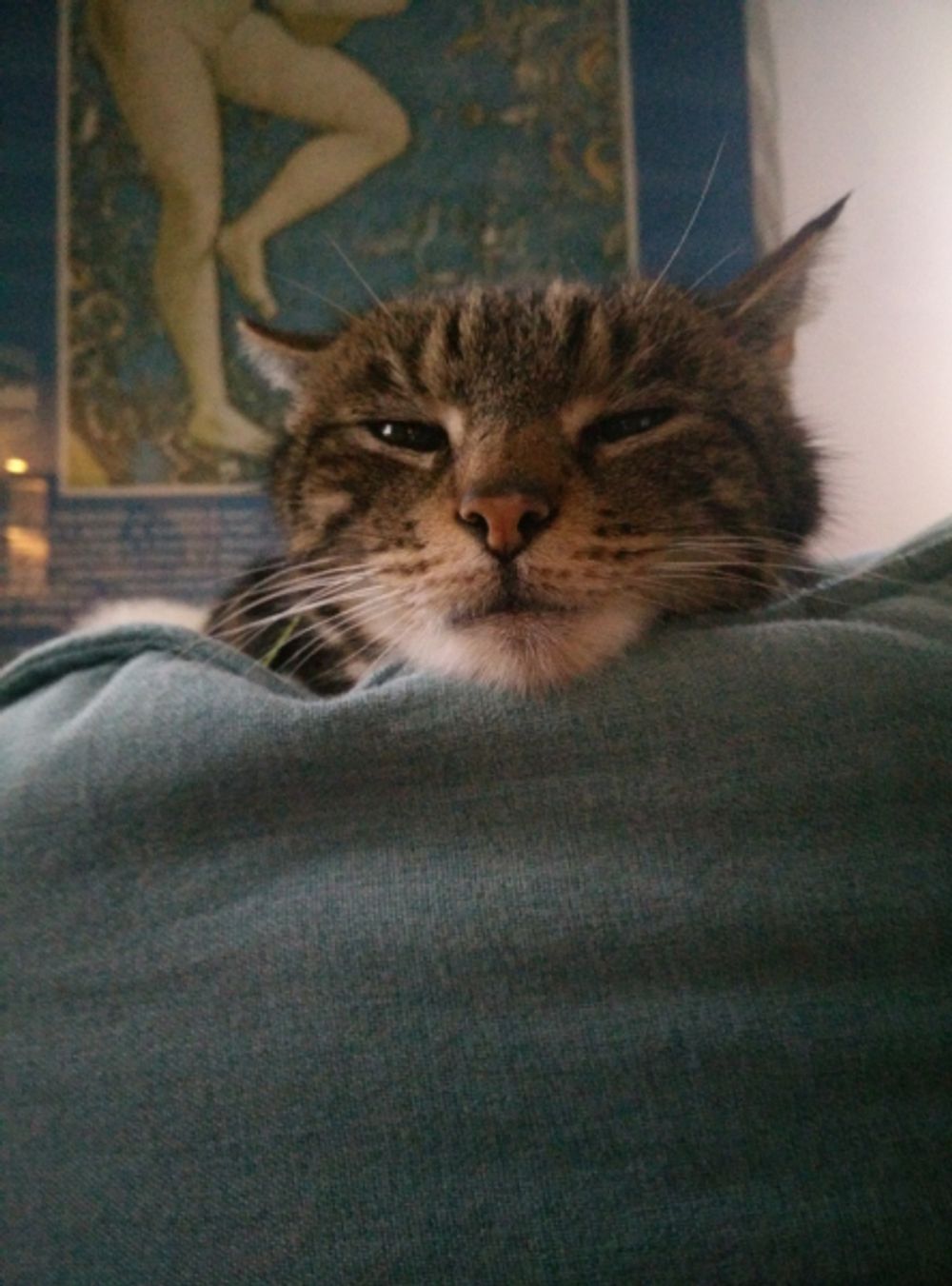 When Your Cat Gives You *That* Look: You’re SO Screwed, Honey. 😼