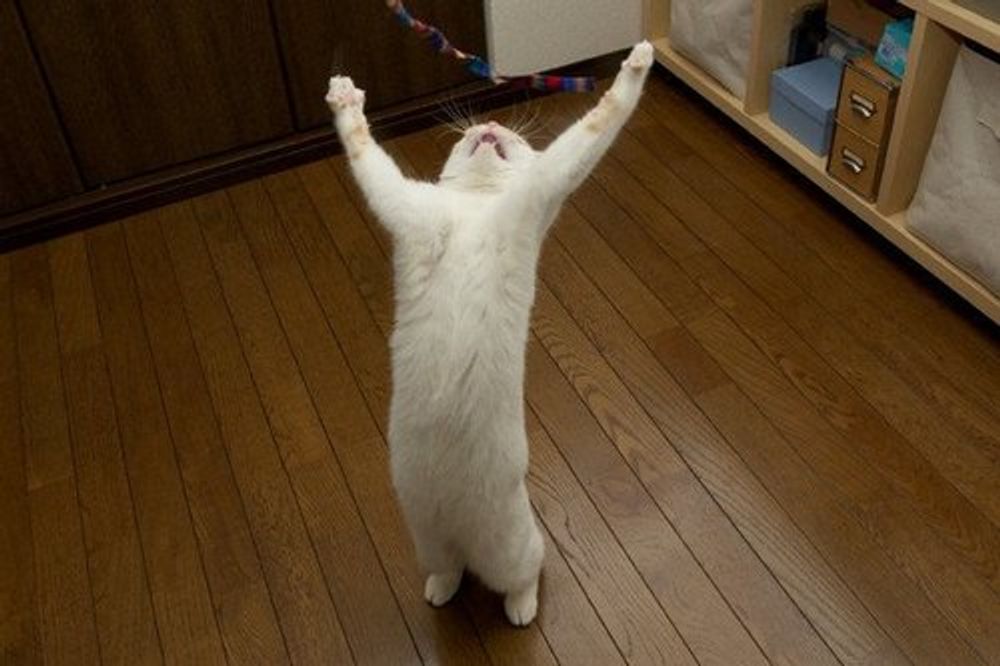 My Cat’s Love Language Is Interruption, And Honestly? Same. 📈