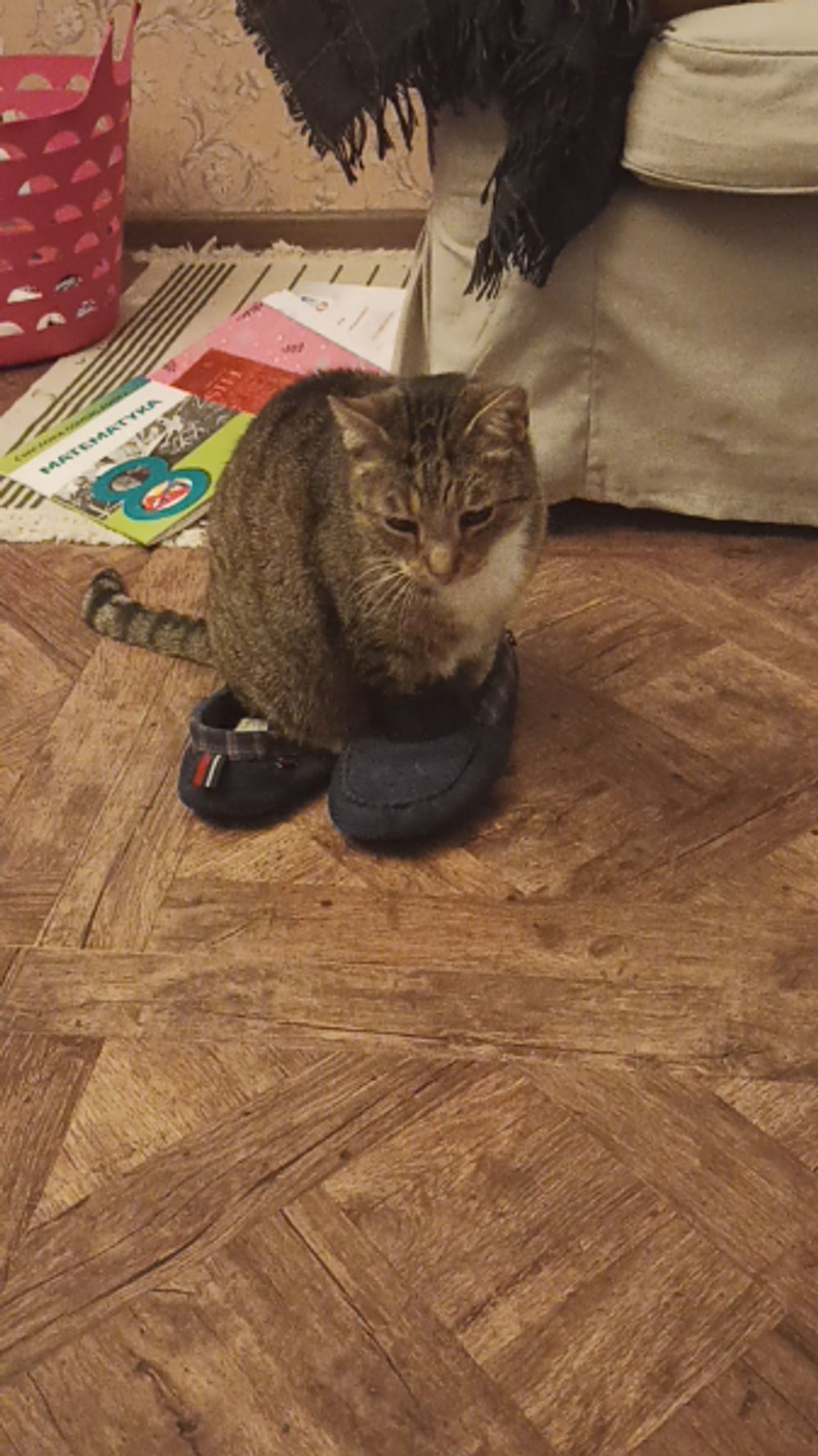 Is Your Cat Judging You? Decoding Their Secret Language (Spill the Tea, Feline Fam!) 💅