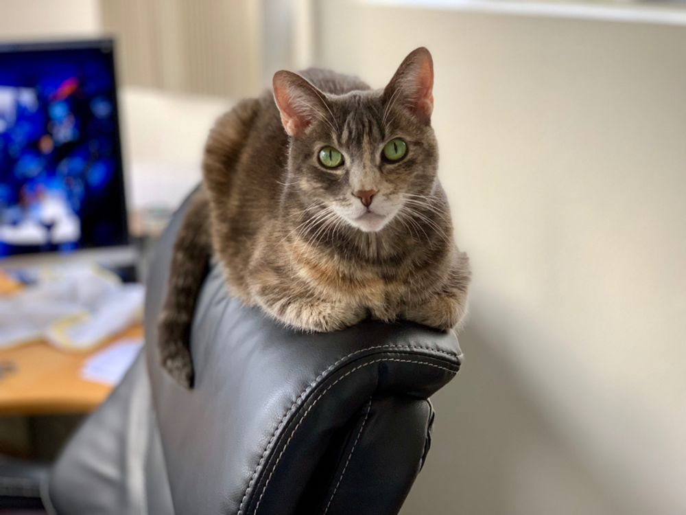 My Cat’s Personal Space Boundaries? They’re STRONGER Than My Wi-Fi Signal! 💅