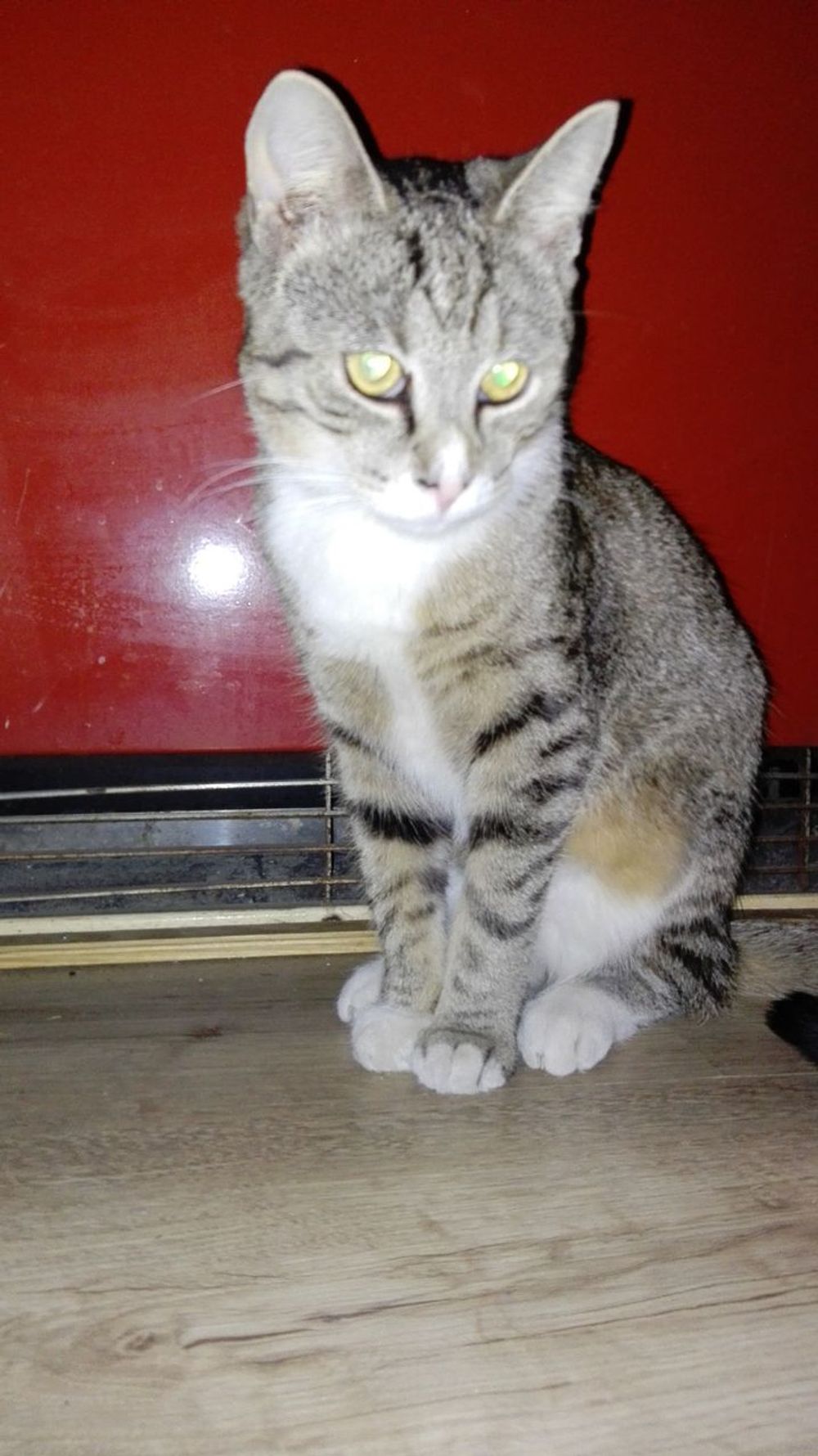 Spill the Tea, Feline Fam: If Our Cats Could Talk, The Unhinged Rant They’d Drop! 🙄💅