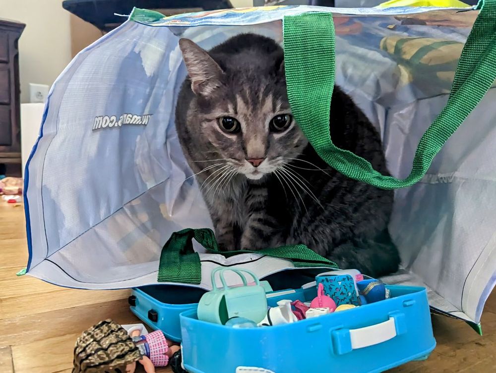 My Cat Auditioned for America’s Next Top Meow-del & Honey, It Was *Drama*!