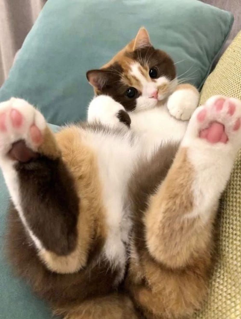 The Paws-itively Hilarious Reasons My Cat Is My Favorite Roommate (Don’t Tell My Actual Roommate) 💅