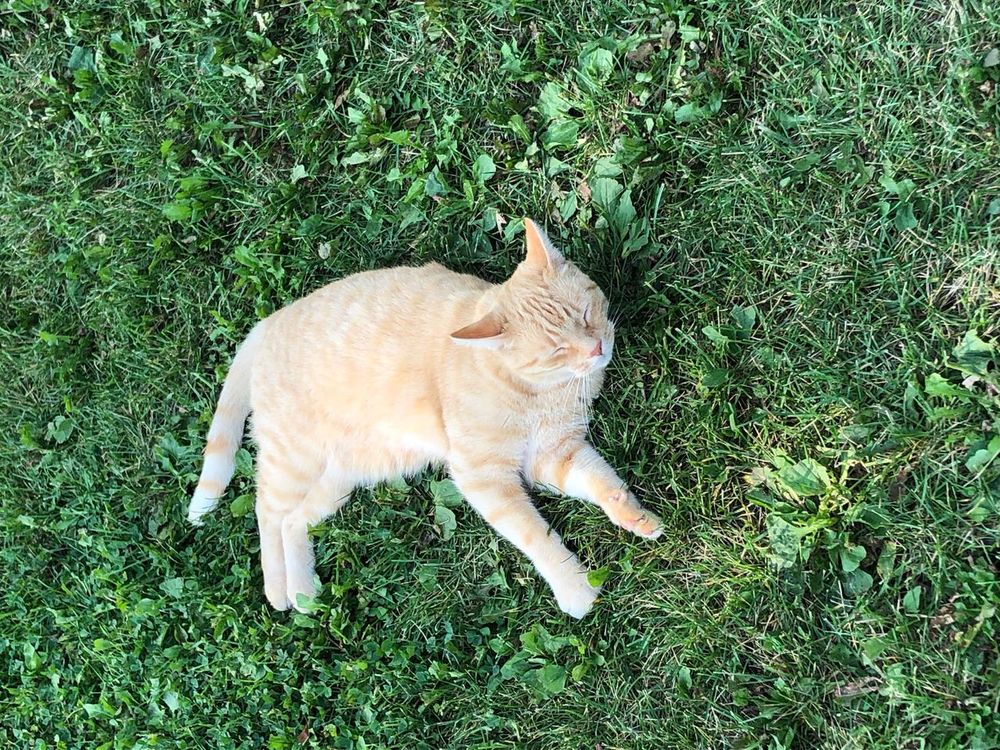 Decoding My Cat’s Dreams: Are They Chasing Mice Or World Domination? 💅