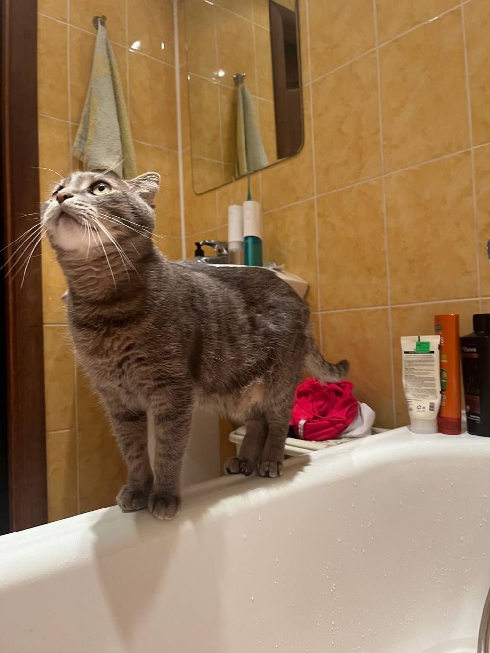 The Day My Feline Overlord Met The Demon Sucker: A Saga of Spook and Side-Eyes! 😱🐾