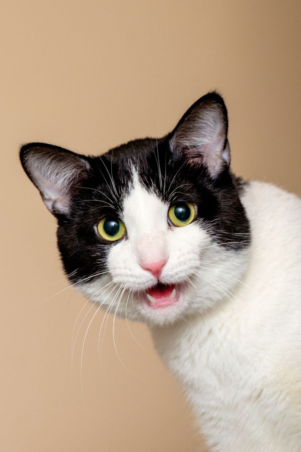 Slay, Purr, Repeat: Why Your Cat is the Ultimate, Laziest Life Coach You Never Knew You Needed 💅