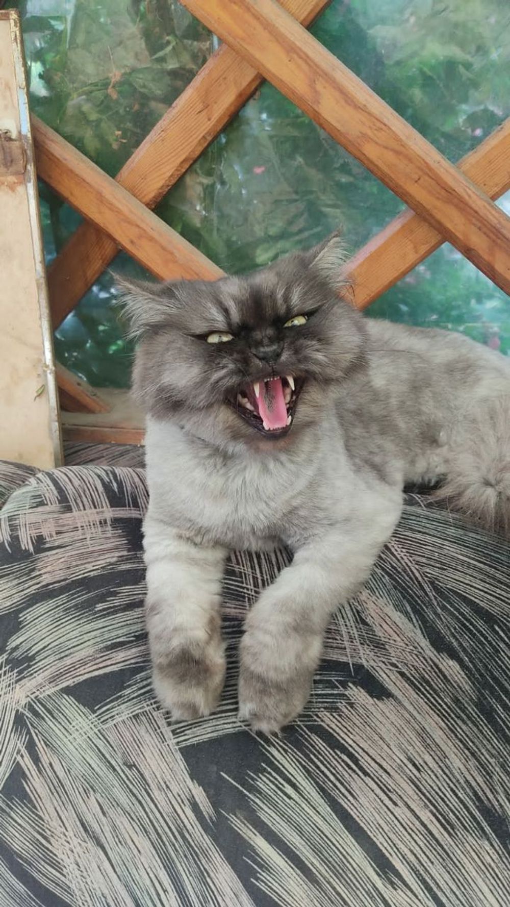 Caught in the Act: Is Your Cat Secretly Judging Your Entire Existence? (Spoiler: YES, HONEY.)