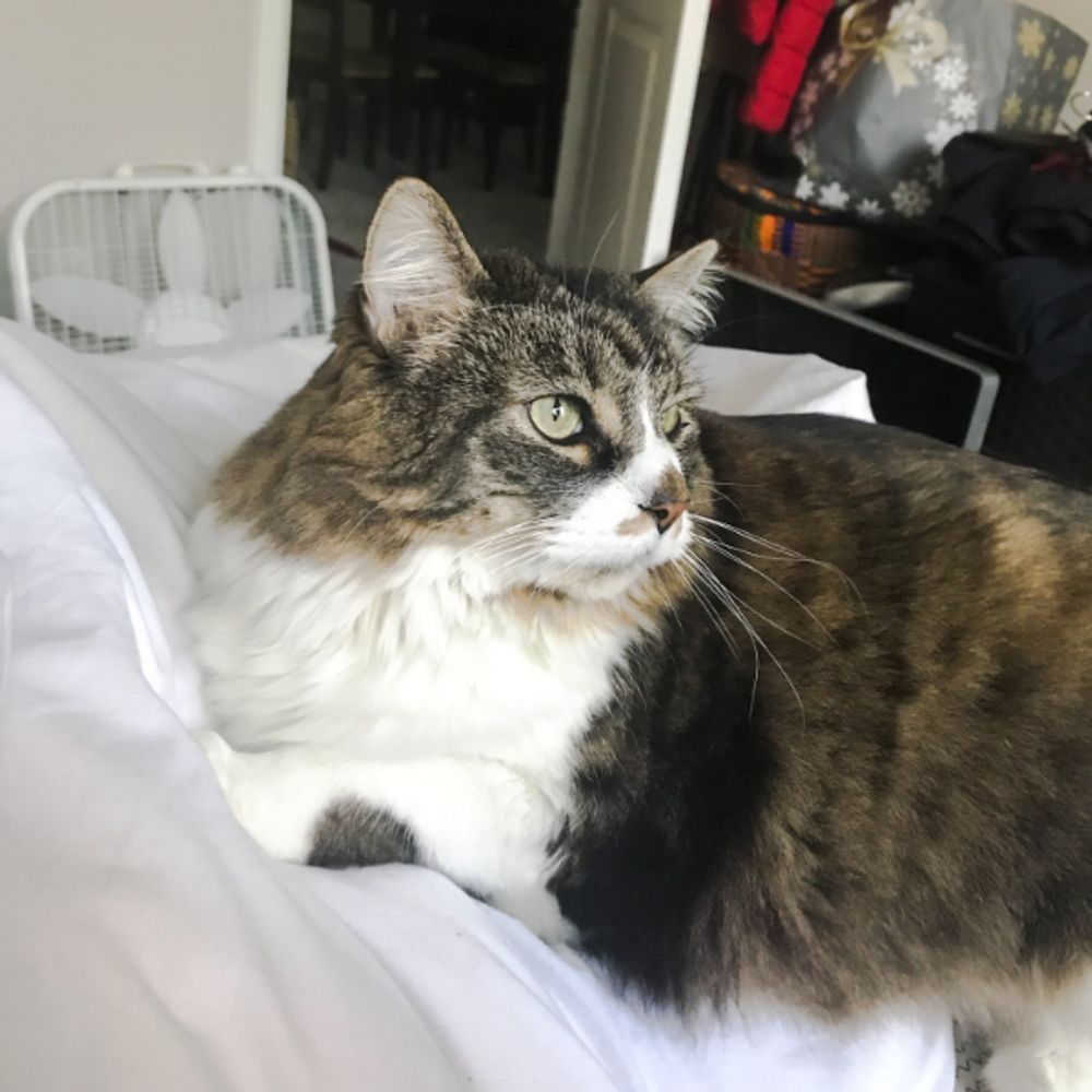 My Cat REFUSES Organic Salmon, But Licks THAT Crumb?! Are They Food-Shaming You?! ๐