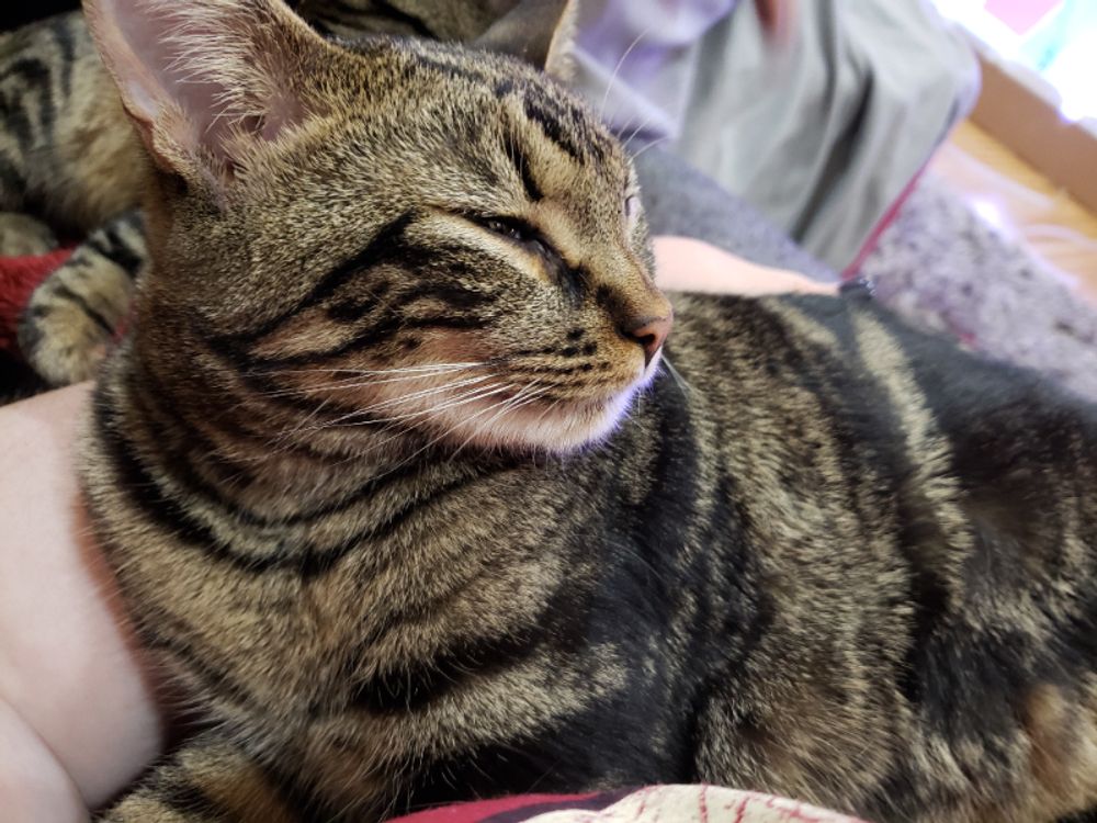 OMG, My Cat Is a Bed-Dwelling Hermit Now?! Decoding the Sudden Hidey-Ho! 💅