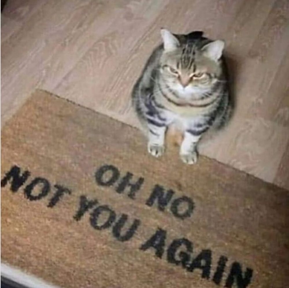 OMG, My Cat Is *Under The Bed*. Is She Secretly Judging Me? 🙄🐾