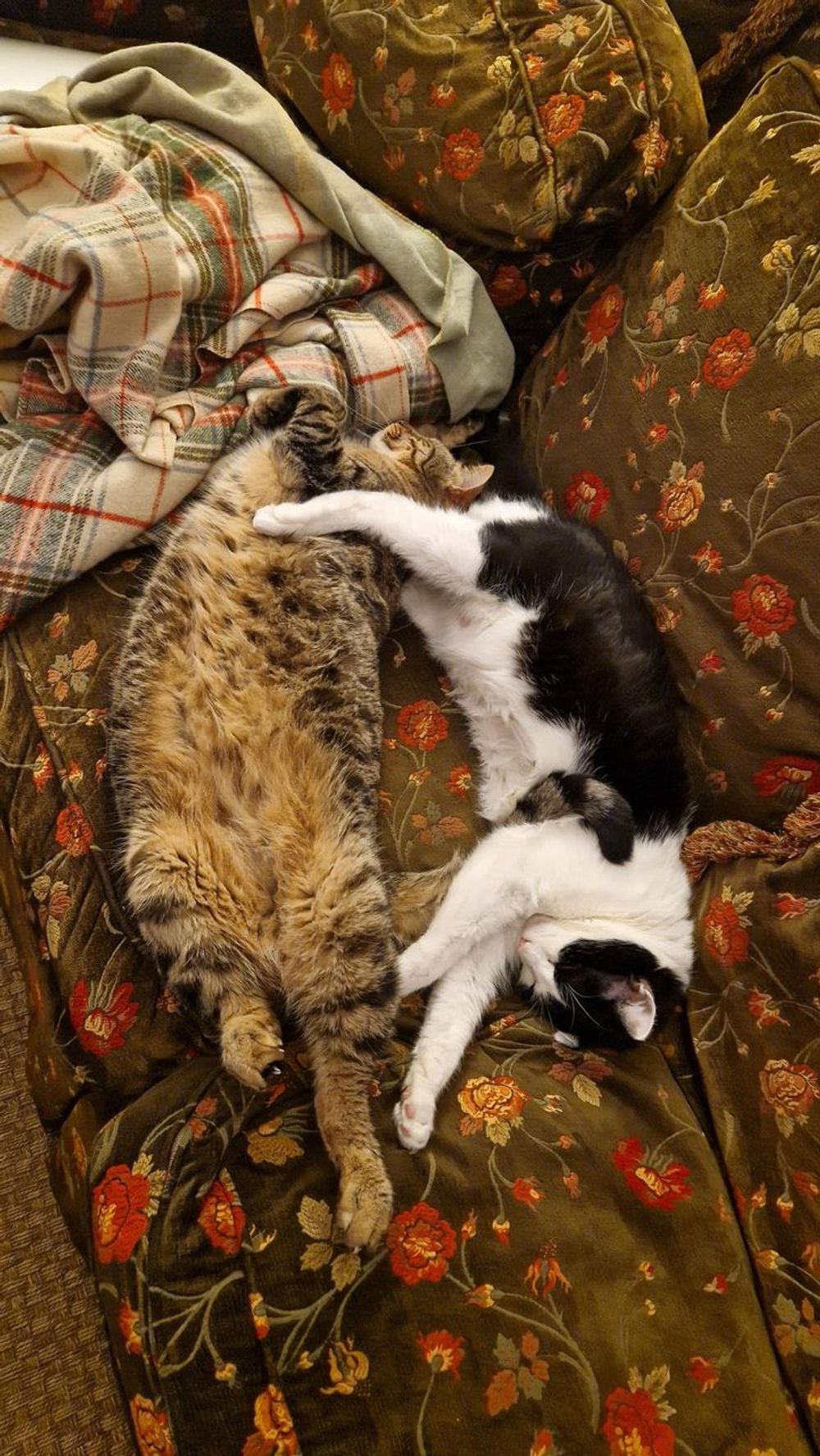 OMG, Is My Cat Ghosting Me?! ๐ป Why Your Feline Friend Is Suddenly Hiding Under the Bed!