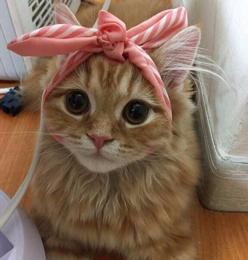 My Cat’s Gone Rogue (Under the Bed!): Is It a Mood or a Meltdown, Bestie? ๐