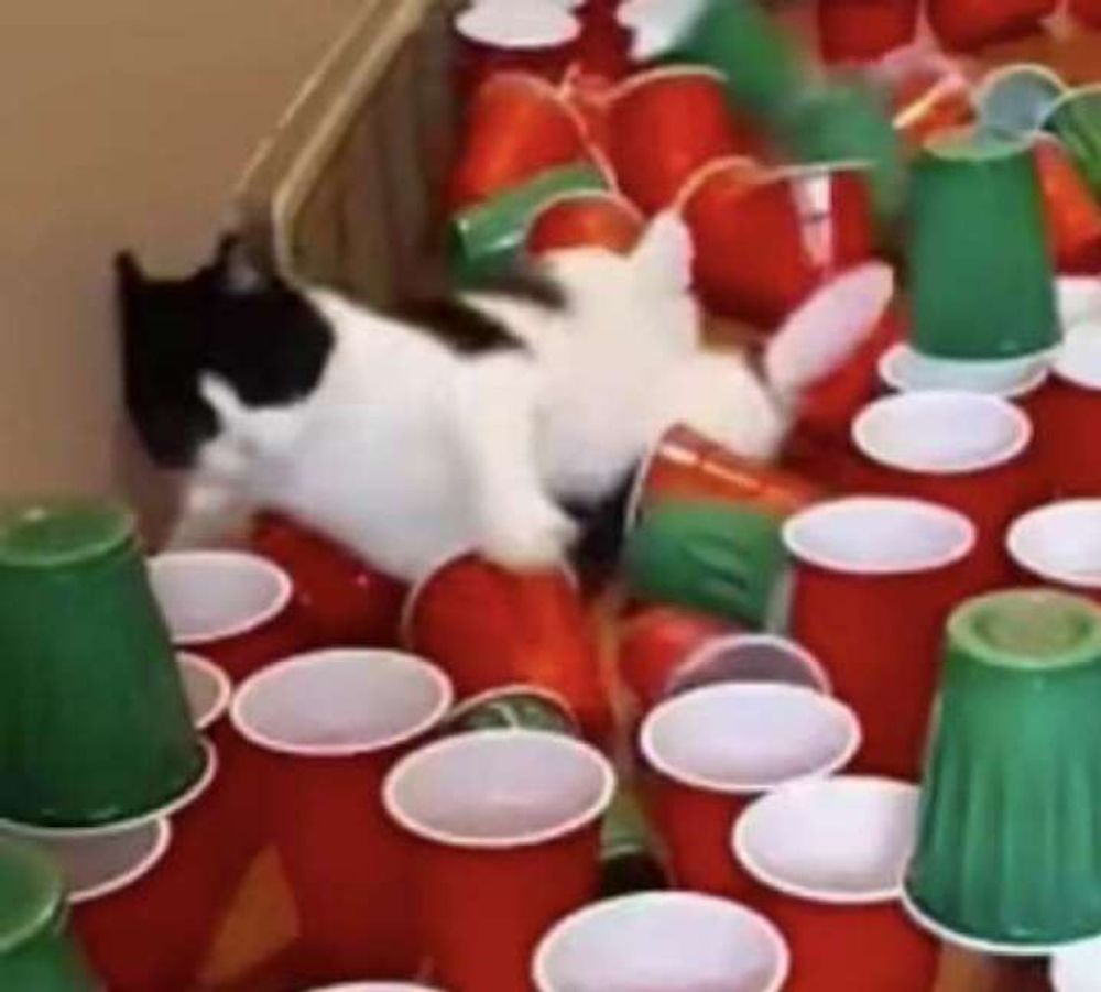 OMG, Is Your Cat Ghosting You Under the Bed?! ๐ป Let’s Spill the Tea!