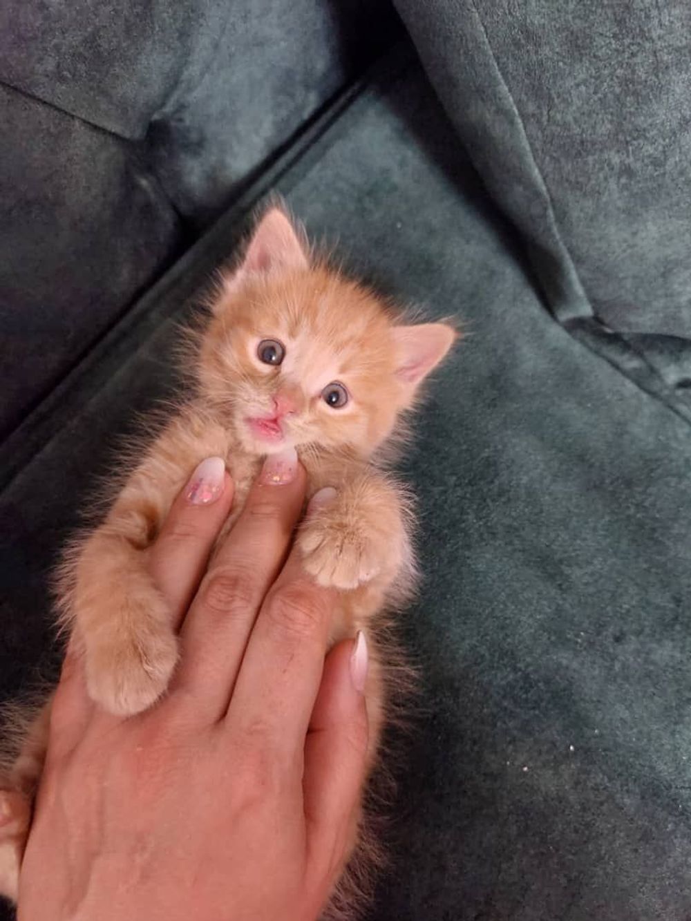 Your Cat’s Suddenly MIA? Girl, It’s Giving ‘Under the Bed’ Vibes & We’re Spilling the Tea! ๐