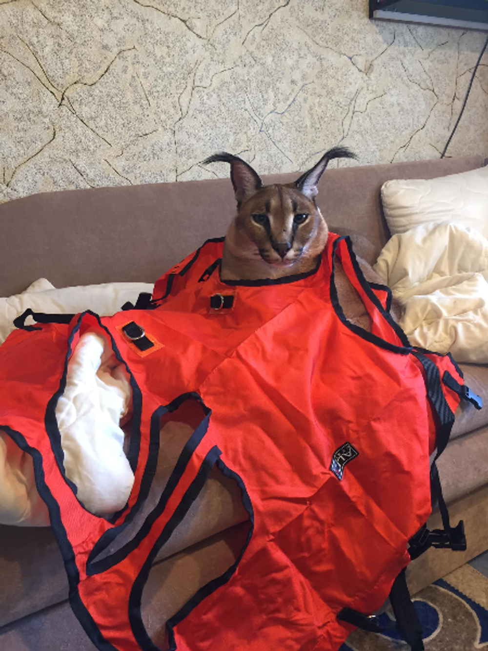 My Cat’s Under The Bed: Is It A Vibe, A Sickness, Or Just Peak Drama? ๐