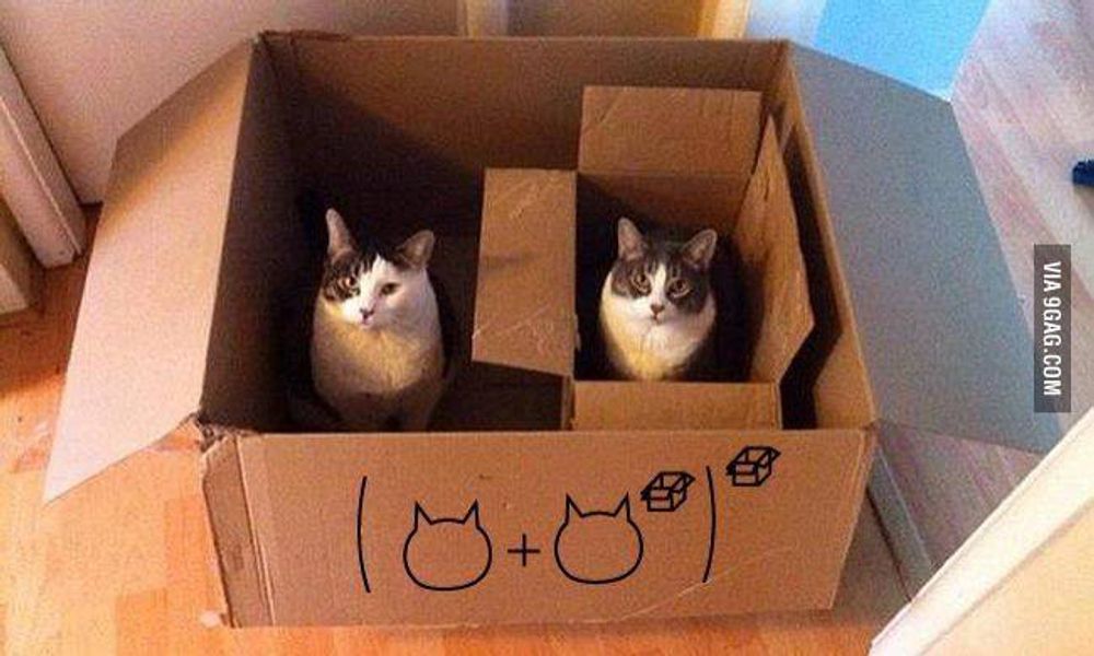 OMG, My Cat Is Hiding Under the Bed?! Spill the Tea, Auntie!