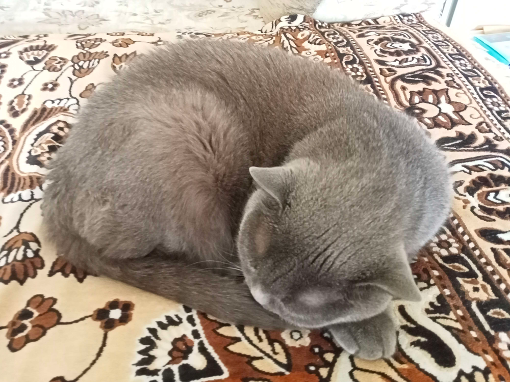 My Cat’s Ghosting Me?! Decoding the “Under The Bed” Mystery, Hun! ๐ป๐๏ธ