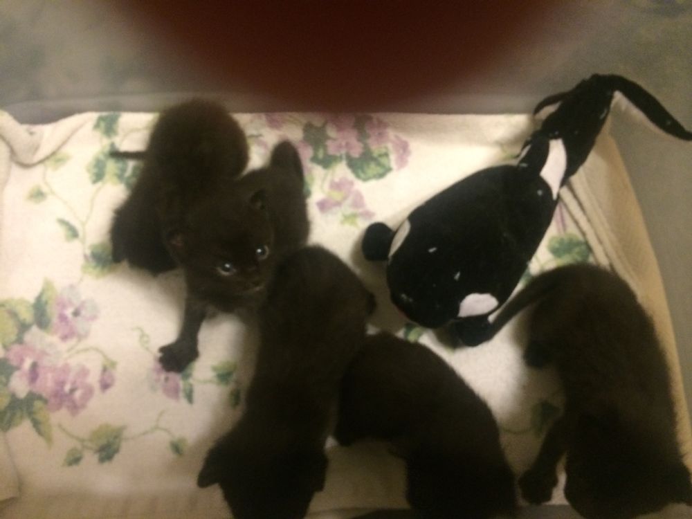 OMG, My Cat Is GHOSTING Me?! Why Your Furball’s Under the Bed (and What to Do, Honey!) ๐