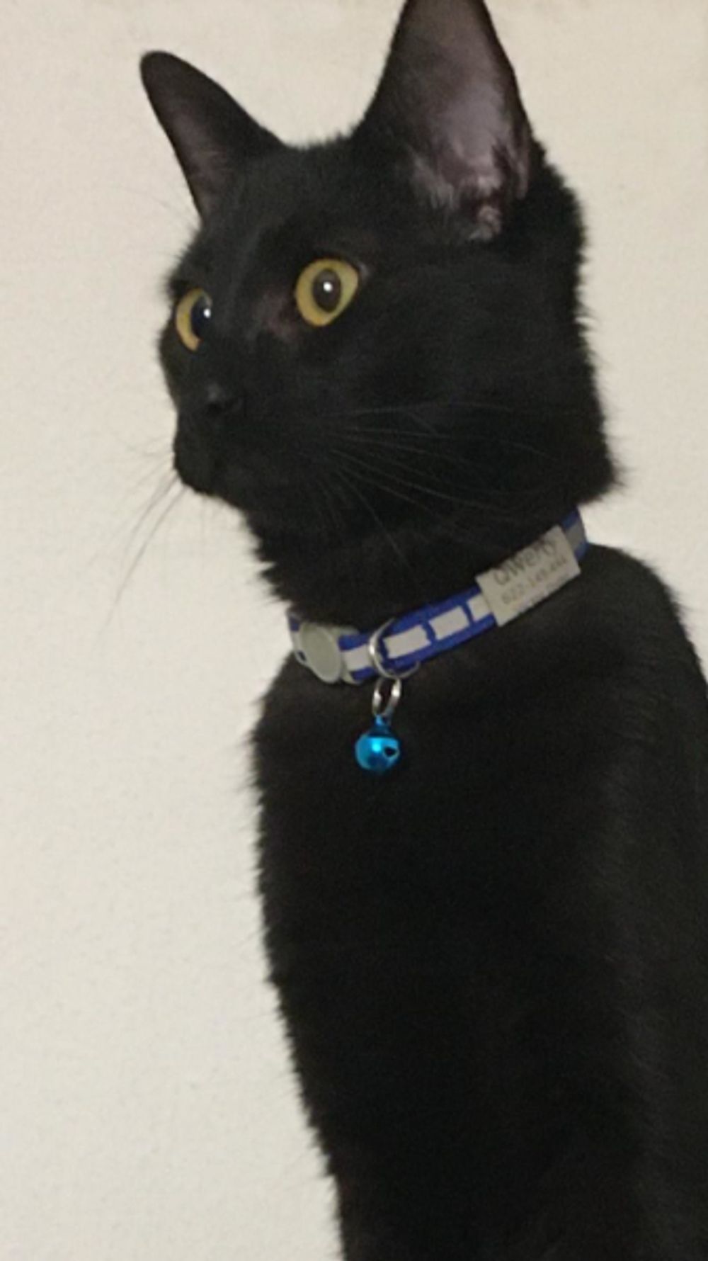 Suddenly, Your Cat’s a Bed Monster?! Decoding the Under-The-Bed Drama, Honey! ๐