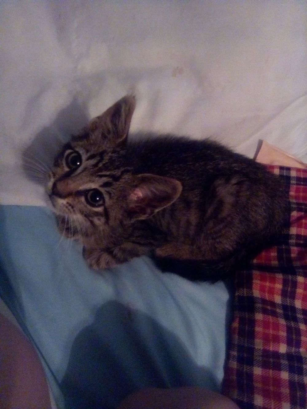 OMG, My Cat’s Under the Bed! Is It Drama, Danger, or Just a Vibe? ๐พ