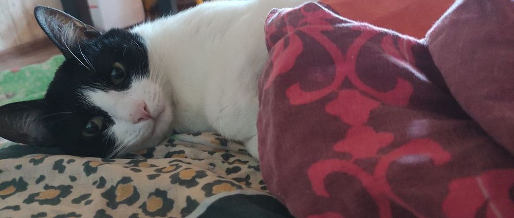 OMG, My Cat’s Ghosting Me! Why Are They Hiding Under the Bed?! ๐พ