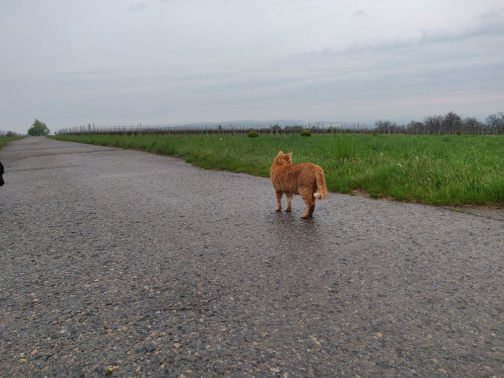 OMG, My Cat’s Ghosting Me! Why Is My Furball Hiding Under the Bed? ๐