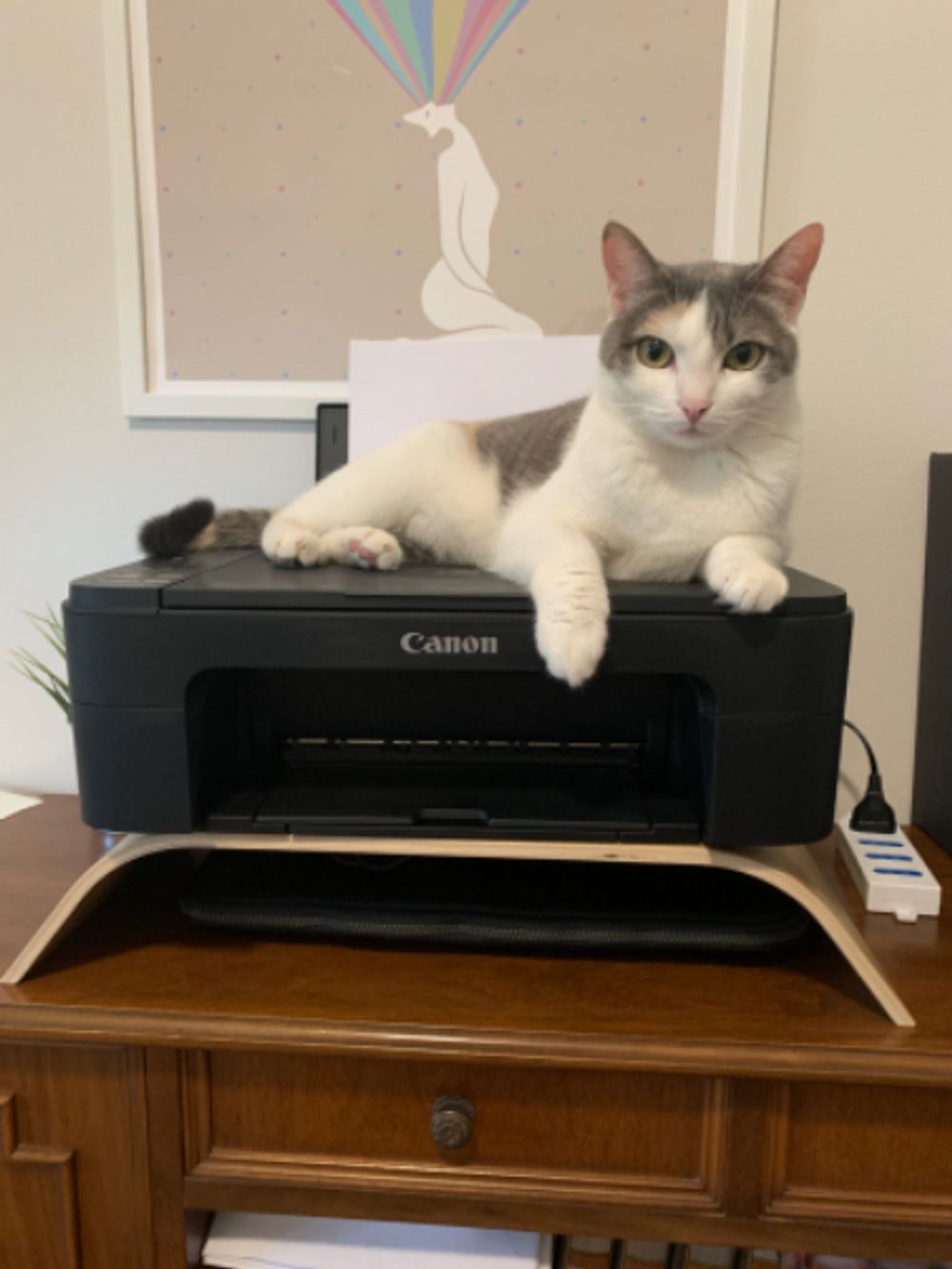 Why Is Your Cat Under The Bed? Auntie’s Decoding That Drama! ๐พ