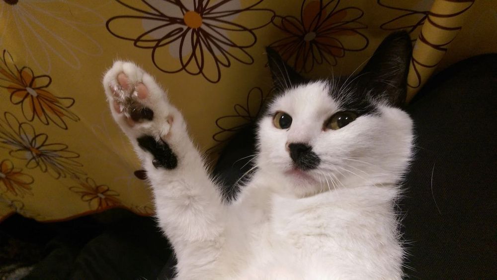 Honey, My Cat’s Under the Bed! Is It A Vibe or Veto? ๐