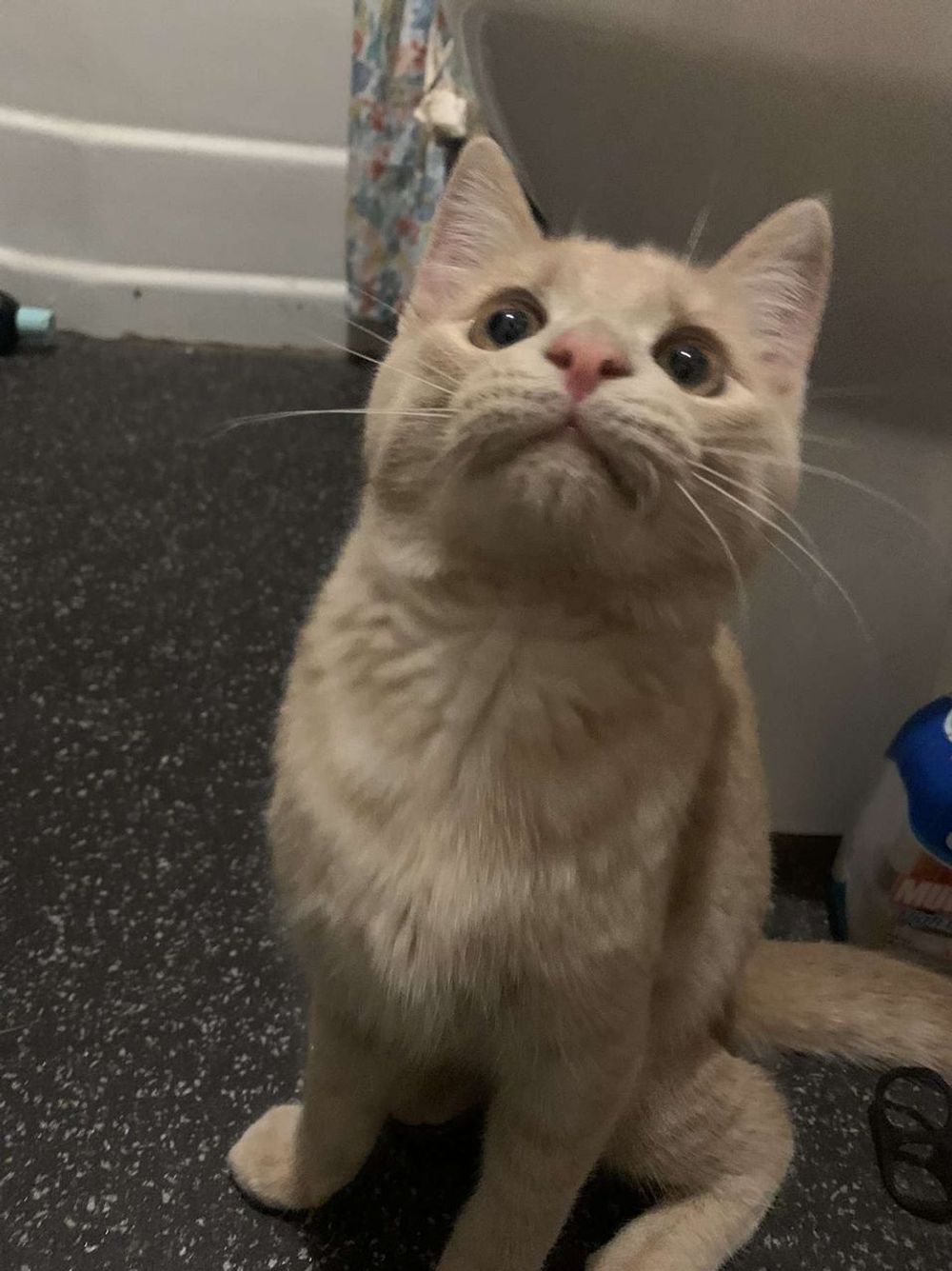 OMG, My Cat Is Hiding Under the Bed?! Decoding the Feline Drama (Auntieโs Got the Tea!) ๐