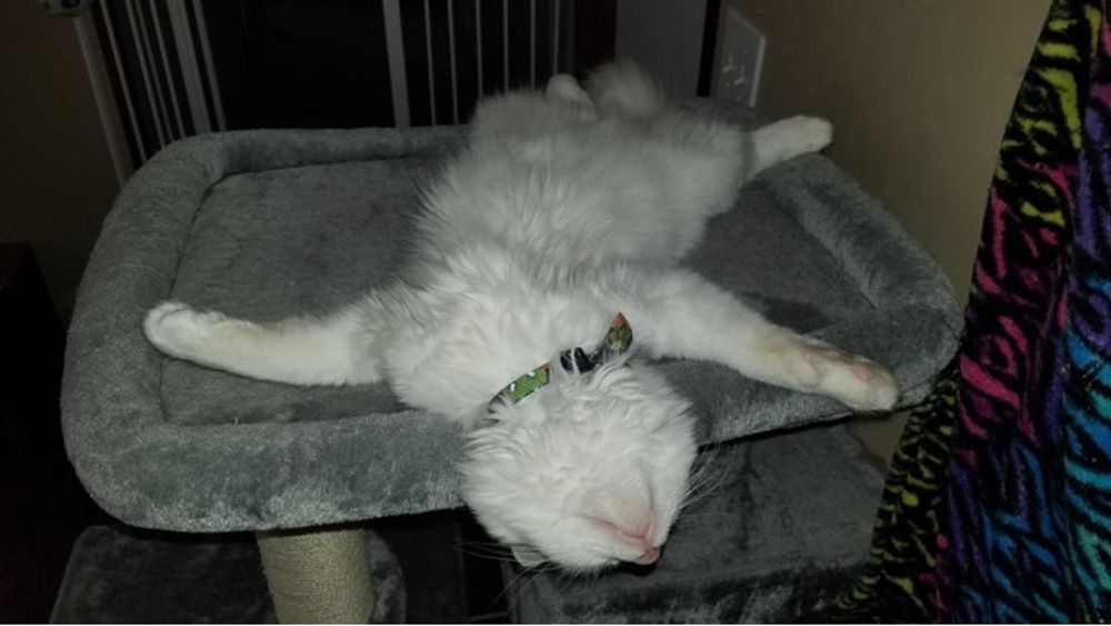 OMG, My Cat Is Hiding Under the Bed?! Spill the Tea, Auntie! ๐