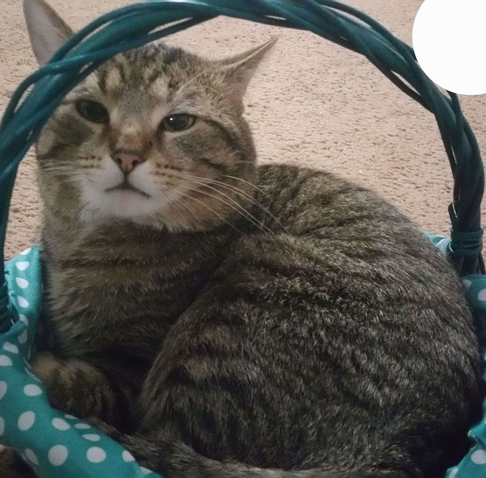 OMG, My Cat Just GHOSTED Me! Why Is My Feline Fave Hiding Under The Bed?! ๐พ