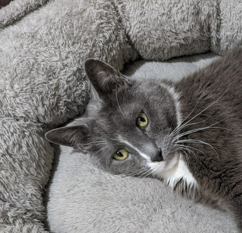 SOS! My Cat’s Ghosting Me Under the Bed โ What’s the Drama, Honey?! ๐