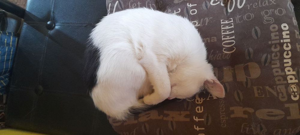 OMG, My Cat Is Hiding! Is It Over For Me? 😱 (Decoding the Under-Bed Mystery!)