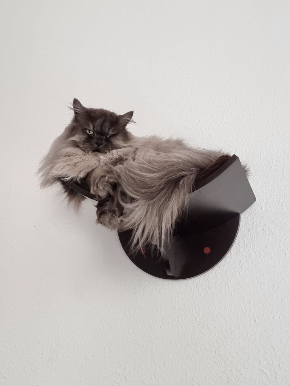 OMG, My Cat Is Hiding Under The Bed! What’s The Tea? 💅