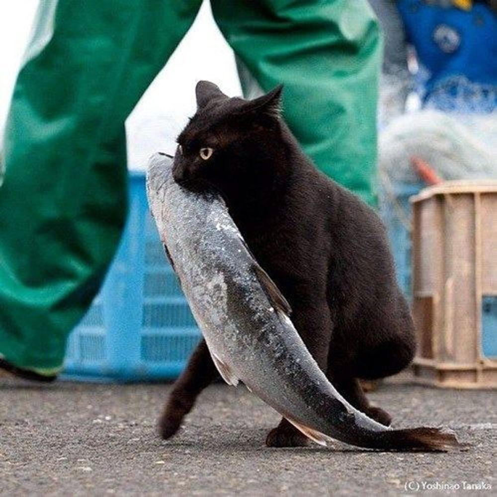 Help! My Cat’s Hiding Under The Bed: Decoding Their Secret Messages 😻