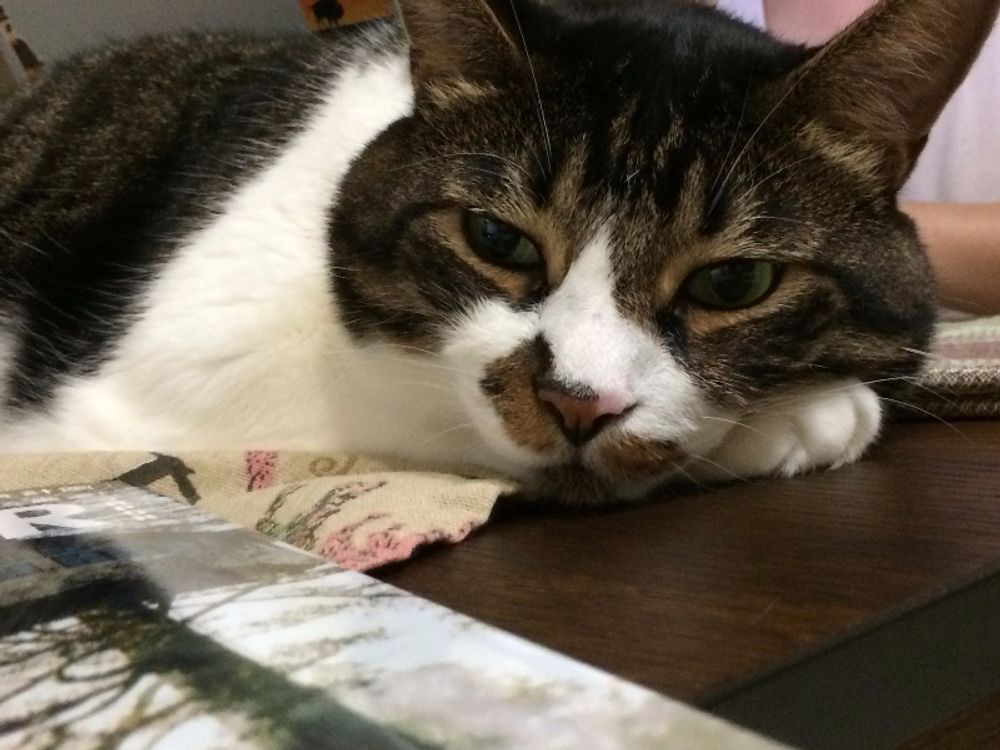 Honey, My Cat’s Under the Bed! Is it a Vibe or a Vet Visit? 💅