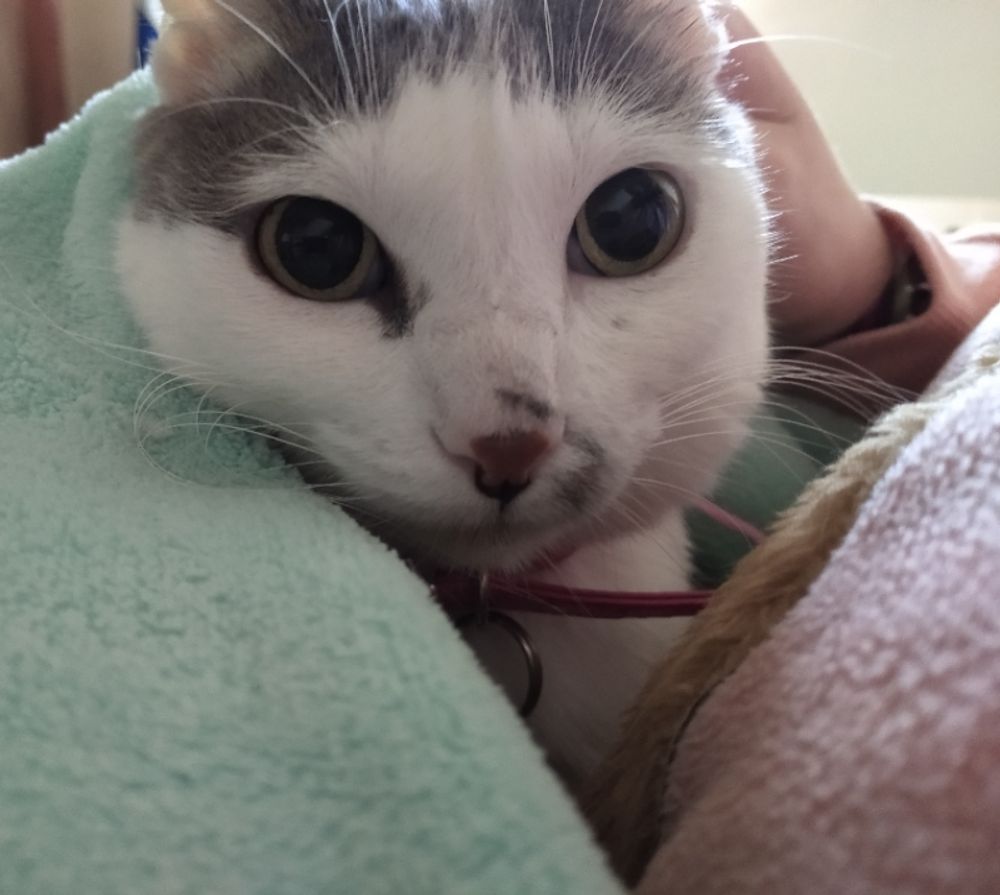 OMG, My Cat Is Hiding Under The Bed! Is This a Vibe Shift or Cat-tastrophe? 😩🐾