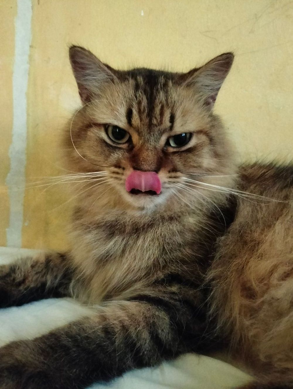 Cat Under The Bed? Spill The Tea! Auntie Decodes The Sudden Hidey-Ho Drama 💅