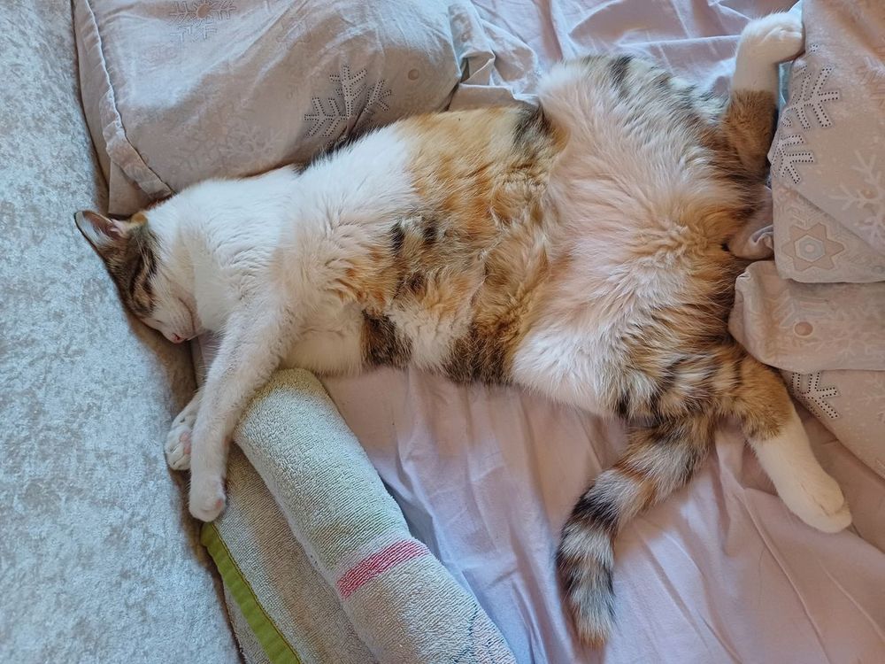 Cat Under The Bed? Spill the Tea, Auntie! 💅